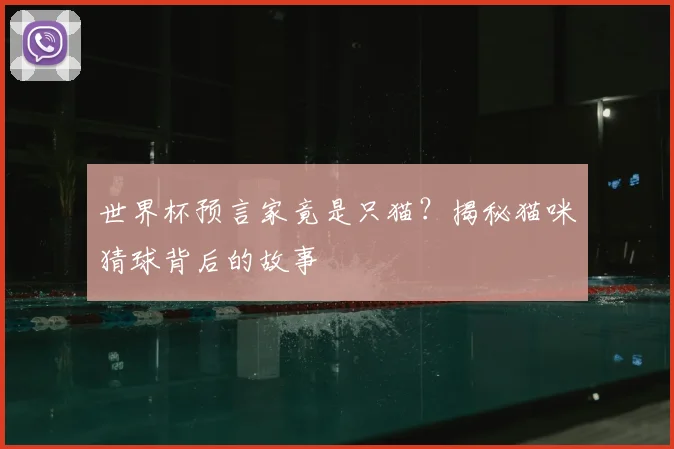世界杯预言家竟是只猫？揭秘猫咪猜球背后的故事